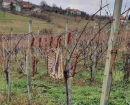 IMG-7e36a53a347f790ed4b3f55289ddd5ee-V